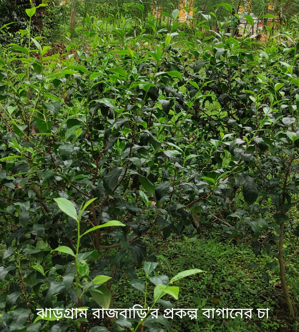 Project Site
